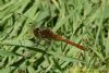 Ruddy Darter at Benfleet Downs (Richard Howard) (73022 bytes)