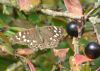 Speckled Wood at Bowers Marsh (RSPB) (Richard Howard) (202533 bytes)