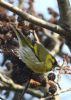 Siskin at Canewdon (Jeff Delve) (65517 bytes)