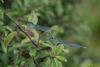 Small Red-eyed Damselfly at Vange Marsh (RSPB) (Richard Howard) (43903 bytes)