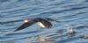 Black-throated Diver at Gunners Park (Jeff Delve) (49548 bytes) Black-throated Diver at Gunners Park (Jeff Delve) (49548 bytes)
