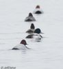 Scaup at Paglesham Lagoon (Jeff Delve) (41896 bytes)