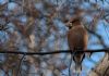 Hawfinch at Pound Wood (Tim Bourne) (59208 bytes)