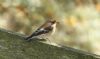 Pied Flycatcher at Wallasea Island (RSPB) (Steve Arlow) (47694 bytes) Pied Flycatcher at Wallasea Island (RSPB) (Steve Arlow) (47694 bytes)