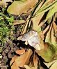 Butterflies and Moths at South Fambridge (Paul Baker) (130741 bytes)