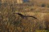 Purple Heron at Wat Tyler Country Park (Richard Howard) (133460 bytes)