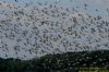 Black-tailed Godwit at Two Tree Island (Richard Howard) (151106 bytes)