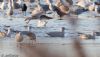 Glaucous Gull at Bowers Marsh (RSPB) (Jeff Delve) (60749 bytes) Glaucous Gull at Bowers Marsh (RSPB) (Jeff Delve) (60749 bytes)