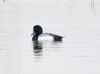 Scaup at Bowers Marsh (RSPB) (Graham Oakes) (44395 bytes)