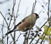 Bullfinch at Magnolia NR, Hawkwell (Graham Ryland) (101178 bytes)