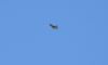 Hobby at Leigh on Sea (Graham Mee) (12957 bytes) Hobby at Leigh on Sea (Graham Mee) (12957 bytes)