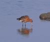 Black-tailed Godwit at Two Tree Island (West) (Vince Kinsler) (51444 bytes)