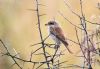 Red-backed Shrike at West Canvey Marsh (RSPB) (Paul Baker) (61579 bytes)