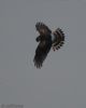 Hen Harrier at Wallasea Island (RSPB) (Jeff Delve) (30471 bytes) Hen Harrier at Wallasea Island (RSPB) (Jeff Delve) (30471 bytes)