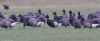Black Brant at Wallasea Island (RSPB) (Jeff Delve) (35919 bytes)