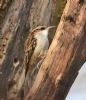 Treecreeper at Tile Wood (Graham Oakes) (114470 bytes)