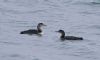 Great Northern Diver at Southend Pier (Vince Kinsler) (39715 bytes) Great Northern Diver at Southend Pier (Vince Kinsler) (39715 bytes)