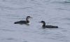 Great Northern Diver at Southend Pier (Vince Kinsler) (39715 bytes)