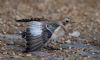 Snow Bunting at Thorpe Bay Seafront (Jeff Delve) (63197 bytes)