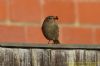 Black Redstart at Canvey Point (Richard Howard) (61399 bytes)