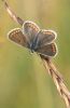 Brown Argus at Bowers Marsh (RSPB) (Graham Oakes) (42051 bytes)