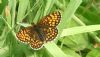 Heath Fritillary at Belfairs N.R. (Neil Chambers) (57454 bytes)