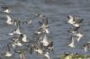 Purple Sandpiper at Canvey Point (Richard Howard) (67945 bytes)