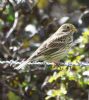 Corn Bunting at Fleet Head (Graham Oakes) (87915 bytes)