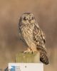 Short-eared Owl at Wallasea Island (RSPB) (Jeff Delve) (53425 bytes)