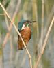 Kingfisher at Bowers Marsh (RSPB) (Graham Oakes) (49799 bytes) Kingfisher at Bowers Marsh (RSPB) (Graham Oakes) (49799 bytes)