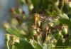 Ruddy Darter at Benfleet Downs (Richard Howard) (60341 bytes)