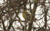 Serin at Gunners Park (Steve Arlow) (73387 bytes)