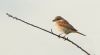 Red-backed Shrike at West Canvey Marsh (RSPB) (Steve Arlow) (20519 bytes)