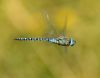 Southern Migrant Hawker at Bowers Marsh (RSPB) (Graham Oakes) (30966 bytes)