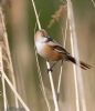 Bearded Tit at Vange Marsh (RSPB) (Jeff Delve) (53170 bytes)