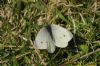 Small White at Gunners Park (Richard Howard) (143979 bytes)