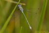 Scarce Emerald Damselfly at Canvey Way (Richard Howard) (33072 bytes)