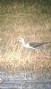 Black-winged Stilt at Bowers Marsh (RSPB) (Neil Chambers) (59291 bytes) Black-winged Stilt at Bowers Marsh (RSPB) (Neil Chambers) (59291 bytes)