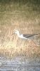 Black-winged Stilt at Bowers Marsh (RSPB) (Neil Chambers) (59291 bytes)