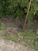 Western Hedgehog at South Fambridge (Paul Baker) (123916 bytes)