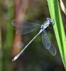 Emerald Damselfly at Bowers Marsh (RSPB) (Graham Oakes) (75122 bytes)