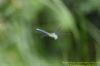 Southern Migrant Hawker at Benfleet Downs (Richard Howard) (42801 bytes)