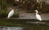 Cattle Egret at Wallasea Island (RSPB) (Steve Arlow) (83791 bytes) Cattle Egret at Wallasea Island (RSPB) (Steve Arlow) (83791 bytes)
