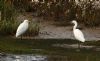 Cattle Egret at Wallasea Island (RSPB) (Steve Arlow) (83791 bytes)