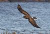 Hen Harrier at Wallasea Island (RSPB) (Jeff Delve) (79168 bytes) Hen Harrier at Wallasea Island (RSPB) (Jeff Delve) (79168 bytes)
