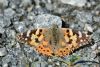 Painted Lady at Bowers Marsh (RSPB) (Graham Oakes) (100180 bytes)