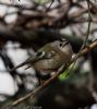 Goldcrest at Hockley Woods (Jeff Delve) (68273 bytes)