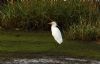 Cattle Egret at Wallasea Island (RSPB) (Steve Arlow) (89527 bytes)