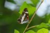 White Admiral at Belfairs Great Wood (Richard Howard) (40572 bytes)