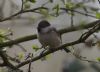 Marsh Tit at Private site with no public access (Jeff Delve) (44946 bytes) Marsh Tit at Private site with no public access (Jeff Delve) (44946 bytes)